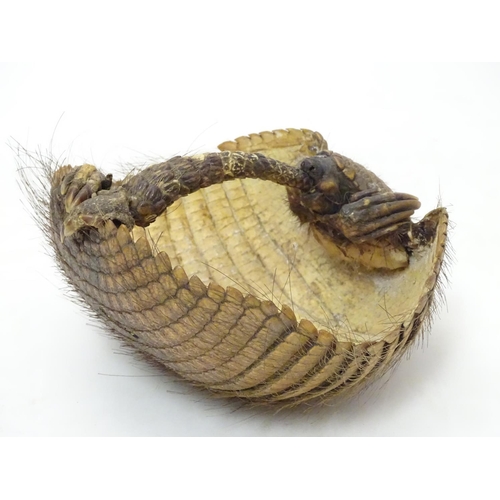 1169 - Taxidermy: a Victorian mount of an Armadillo formed as a basket, 8 1/4