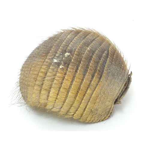 1169 - Taxidermy: a Victorian mount of an Armadillo formed as a basket, 8 1/4