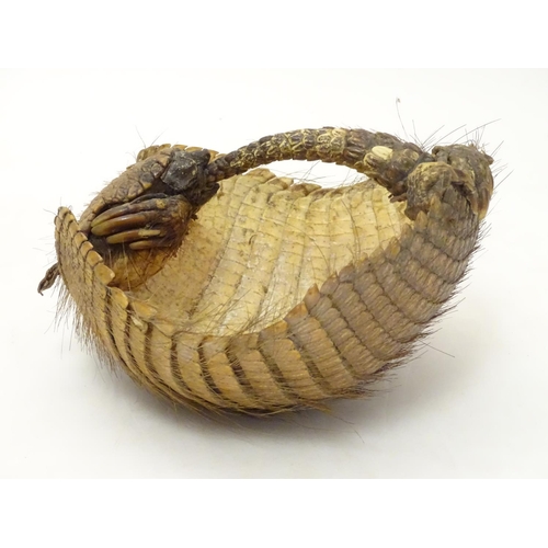 1169 - Taxidermy: a Victorian mount of an Armadillo formed as a basket, 8 1/4