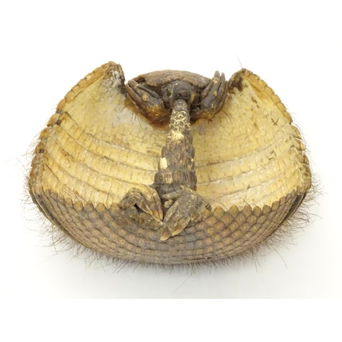 1169 - Taxidermy: a Victorian mount of an Armadillo formed as a basket, 8 1/4