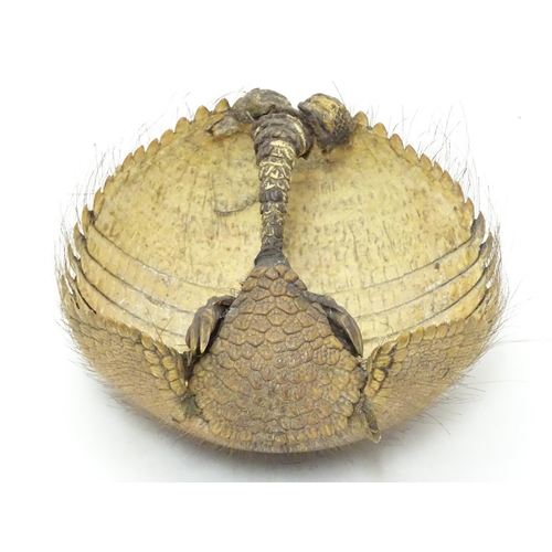 1169 - Taxidermy: a Victorian mount of an Armadillo formed as a basket, 8 1/4