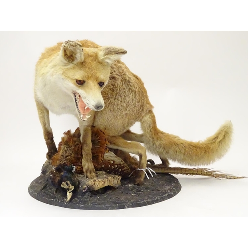 1173 - Taxidermy: an early 20thC mount of a Red Fox with Common pheasant, posed upon a circular base, stand... 