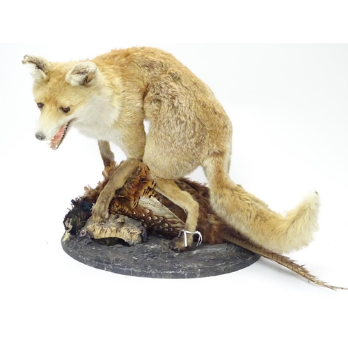 1173 - Taxidermy: an early 20thC mount of a Red Fox with Common pheasant, posed upon a circular base, stand... 