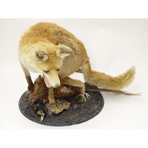 1173 - Taxidermy: an early 20thC mount of a Red Fox with Common pheasant, posed upon a circular base, stand... 