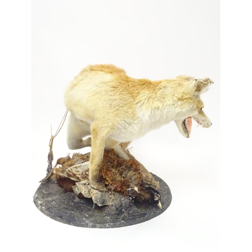 1173 - Taxidermy: an early 20thC mount of a Red Fox with Common pheasant, posed upon a circular base, stand... 