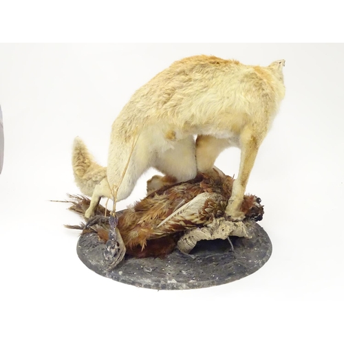 1173 - Taxidermy: an early 20thC mount of a Red Fox with Common pheasant, posed upon a circular base, stand... 