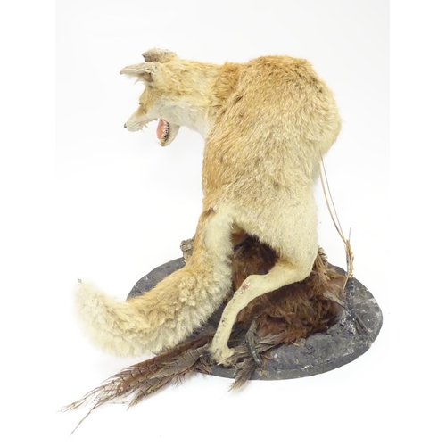 1173 - Taxidermy: an early 20thC mount of a Red Fox with Common pheasant, posed upon a circular base, stand... 