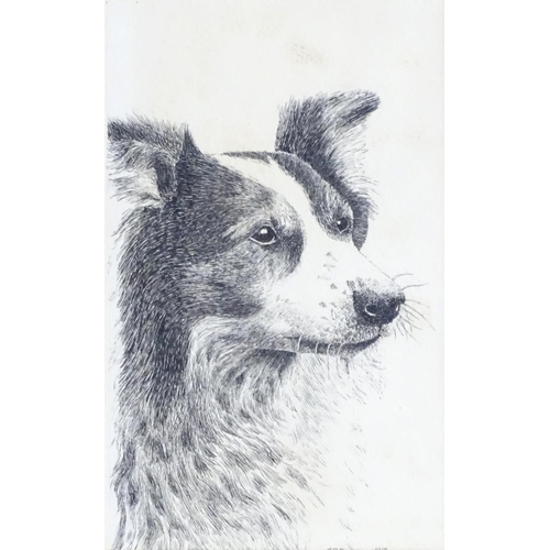 1757 - G. R. Marshall, XX, Etching, A portrait of a border collie dog. Dated 1912. Approx. 5 1/4