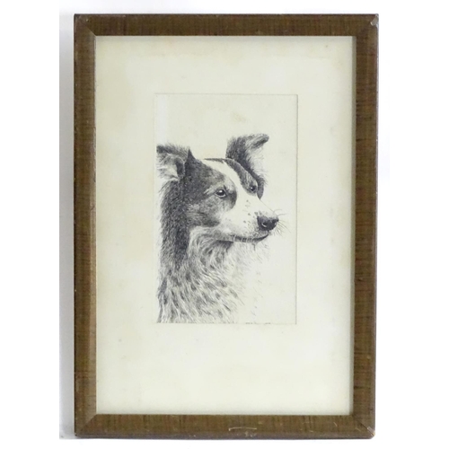 1757 - G. R. Marshall, XX, Etching, A portrait of a border collie dog. Dated 1912. Approx. 5 1/4