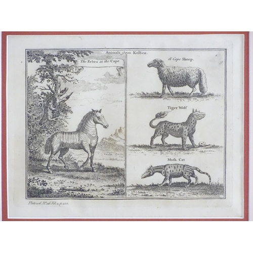 1719 - After John Green (fl. 1730-1753), Engraving, Animals from Kolben, depicting South African Mammals 'Z... 