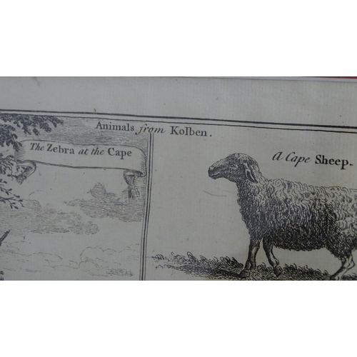 1719 - After John Green (fl. 1730-1753), Engraving, Animals from Kolben, depicting South African Mammals 'Z... 