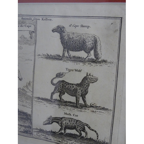 1719 - After John Green (fl. 1730-1753), Engraving, Animals from Kolben, depicting South African Mammals 'Z... 