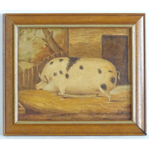 1572 - J Box, XX, Oil on canvas laid on board, A portrait of a prize pig in a sty. Signed lower right. Appr... 