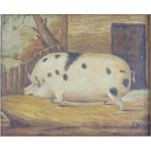 1572 - J Box, XX, Oil on canvas laid on board, A portrait of a prize pig in a sty. Signed lower right. Appr... 