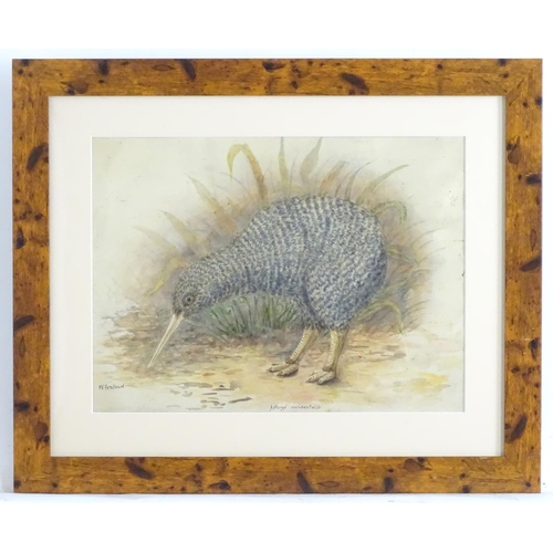 1669 - Florence E. Genlloud (b.1865), Watercolour, A New Zealand kiwi bird in a landscape. Signed lower lef... 