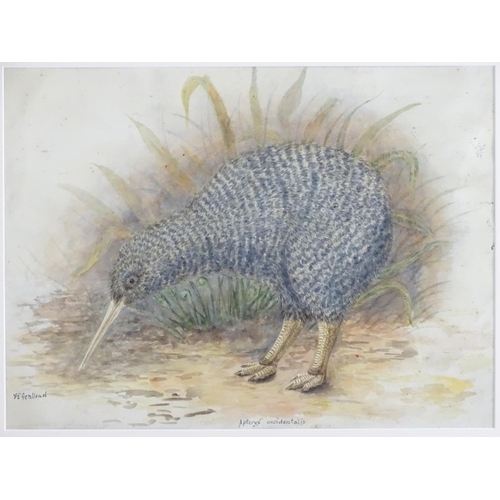 1669 - Florence E. Genlloud (b.1865), Watercolour, A New Zealand kiwi bird in a landscape. Signed lower lef... 