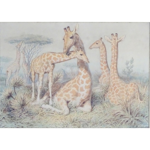 1675 - Heinrich Leutemann (1824-1905), German School, Watercolour, Giraffes in a landscape. Signed and date... 