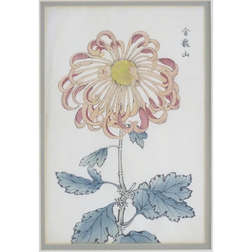 1722 - Keika Hasegawa, XIX, Four Japanese colour woodblocks, Chrysanthemum Flowers, from the series One hun... 