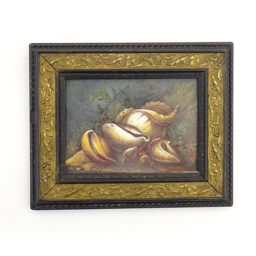 97 - A Derby porcelain plaque with a hand painted still life study of shells. Ascribed Hawton verso. Appr... 