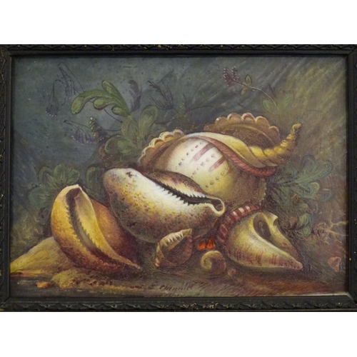 97 - A Derby porcelain plaque with a hand painted still life study of shells. Ascribed Hawton verso. Appr... 