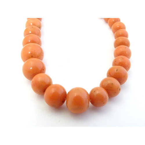 584 - A vintage coral  longuard / necklace of graduated coral beads Approx 30