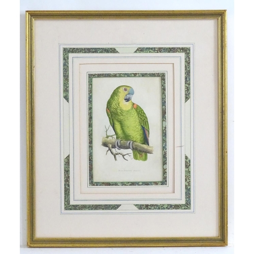 2502 - After William Thomas Greene, 19th century, Coloured print, Blue-Fronted Amazon, A study of a bird on... 