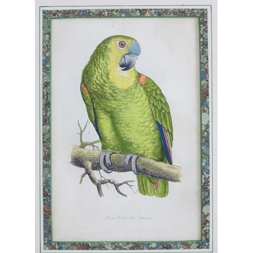 2502 - After William Thomas Greene, 19th century, Coloured print, Blue-Fronted Amazon, A study of a bird on... 