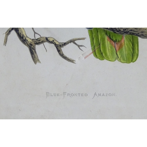 2502 - After William Thomas Greene, 19th century, Coloured print, Blue-Fronted Amazon, A study of a bird on... 