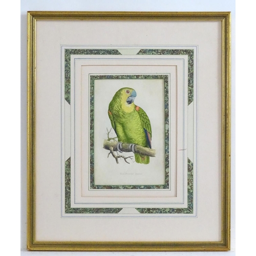 2502 - After William Thomas Greene, 19th century, Coloured print, Blue-Fronted Amazon, A study of a bird on... 