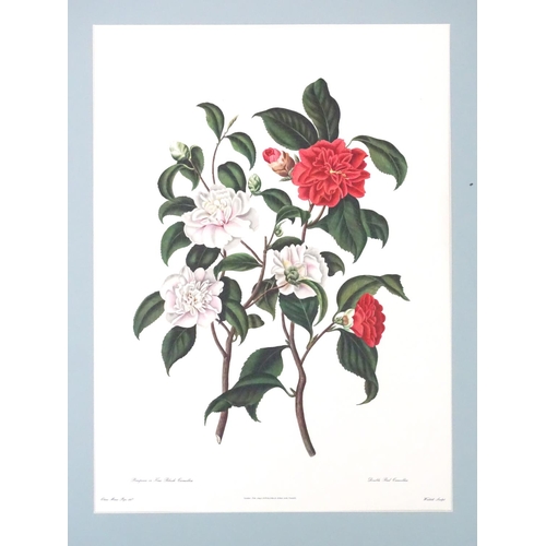 2532 - A large folio, Monograph on the Genus Camellia, by Samuel Curtis, from the original drawings by Clar... 