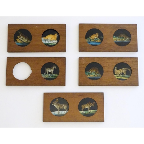 1259A - A quantity of Victorian hand painted magic lantern slides in wooden mounts depicting animals compris... 