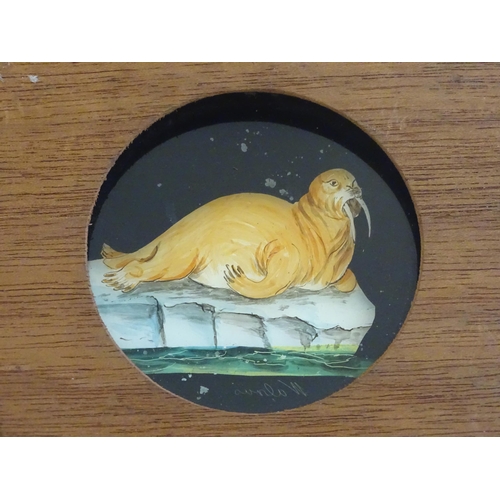 1259A - A quantity of Victorian hand painted magic lantern slides in wooden mounts depicting animals compris... 