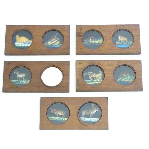 1259A - A quantity of Victorian hand painted magic lantern slides in wooden mounts depicting animals compris... 