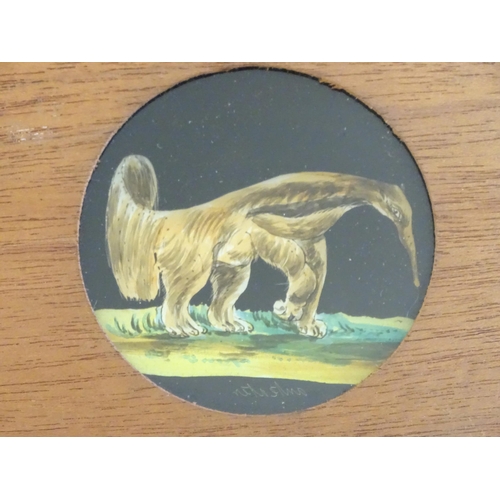 1259A - A quantity of Victorian hand painted magic lantern slides in wooden mounts depicting animals compris... 