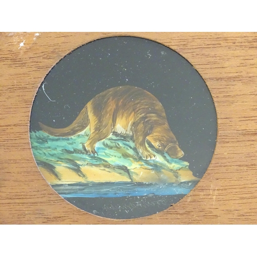 1259A - A quantity of Victorian hand painted magic lantern slides in wooden mounts depicting animals compris... 