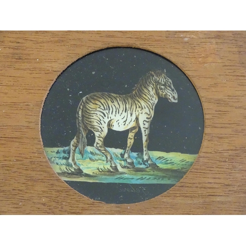 1259A - A quantity of Victorian hand painted magic lantern slides in wooden mounts depicting animals compris... 