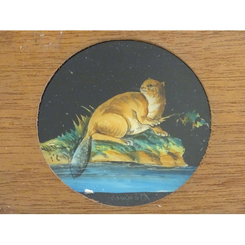 1259A - A quantity of Victorian hand painted magic lantern slides in wooden mounts depicting animals compris... 