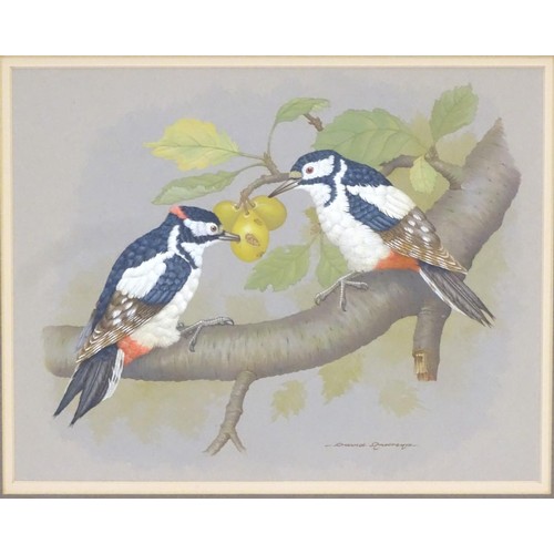 57 - David Andrews, 20th century, Ornithological School, Watercolour, Great-Spotted Woodpeckers, Two wood... 