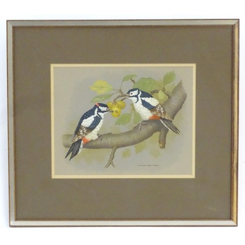 57 - David Andrews, 20th century, Ornithological School, Watercolour, Great-Spotted Woodpeckers, Two wood... 