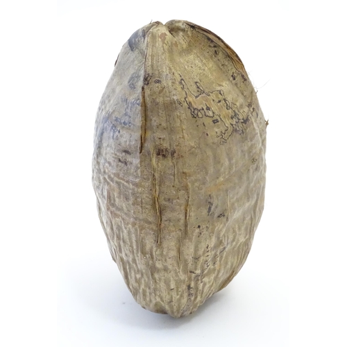 1088 - A coconut within fibrous husk. Approx. 11