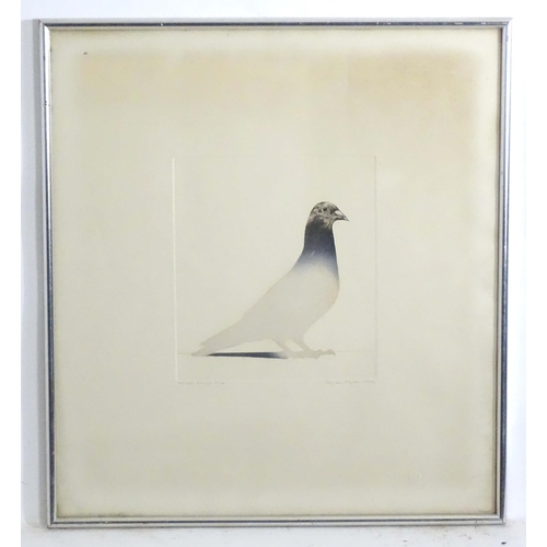 1698 - Bryan Organ (b. 1935), Limited edition lithograph / artist's proof, no. 5 / 14, Pigeon, Signed, titl... 