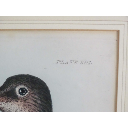 1694 - After Prideaux John Selby (1788-1867), 19th century, Five hand coloured ornithological / bird prints... 