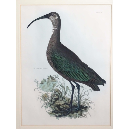 1694 - After Prideaux John Selby (1788-1867), 19th century, Five hand coloured ornithological / bird prints... 