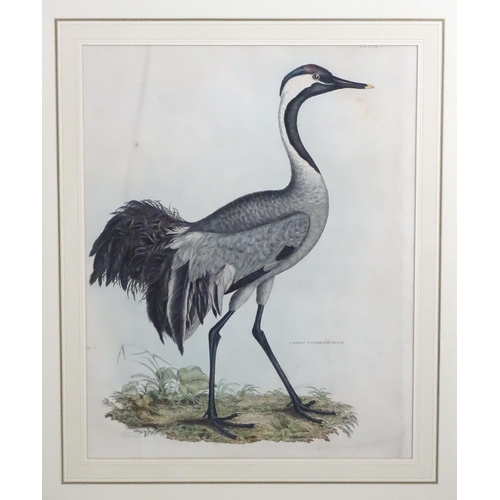 1694 - After Prideaux John Selby (1788-1867), 19th century, Five hand coloured ornithological / bird prints... 