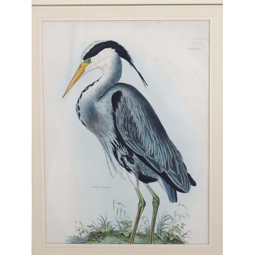 1694 - After Prideaux John Selby (1788-1867), 19th century, Five hand coloured ornithological / bird prints... 