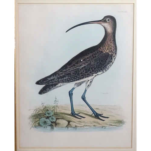 1694 - After Prideaux John Selby (1788-1867), 19th century, Five hand coloured ornithological / bird prints... 