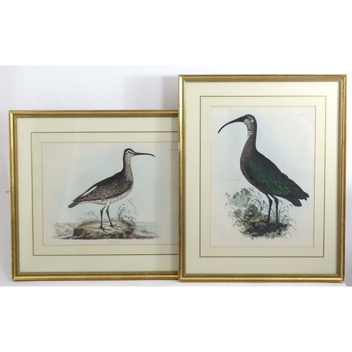 1694 - After Prideaux John Selby (1788-1867), 19th century, Five hand coloured ornithological / bird prints... 