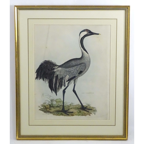 1694 - After Prideaux John Selby (1788-1867), 19th century, Five hand coloured ornithological / bird prints... 