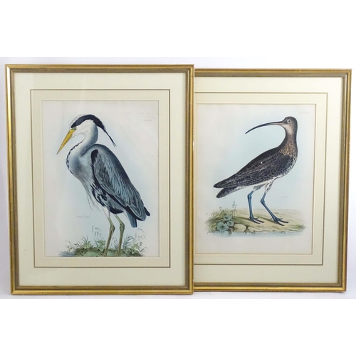 1694 - After Prideaux John Selby (1788-1867), 19th century, Five hand coloured ornithological / bird prints... 