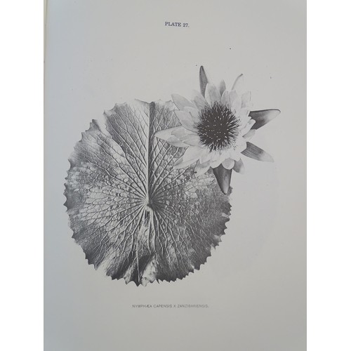 913 - Book: The Waterlilies, A Monograph of the Genus Nymphaea, by Henry S. Conard. Published by Lark Publ... 